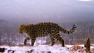 Снежные ванны и «любовные письма» леопардов