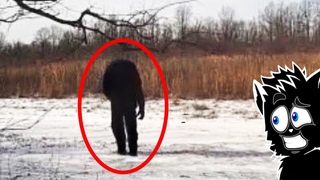 ЖЕСТЬ В ЛЕСУ и ДРУГАЯ ЕРУНДА СНЯТАЯ НА КАМЕРУ Черный кот