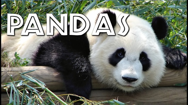 All About Pandas for Kids Free