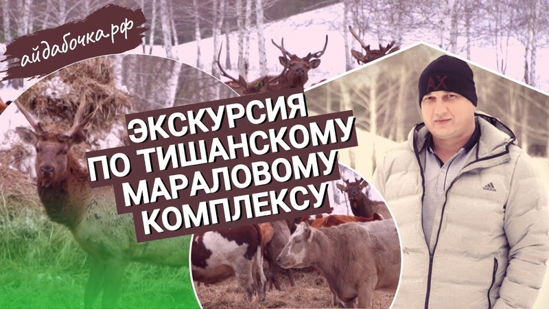 Айдабочка на экскурсии. Тишанский мараловый