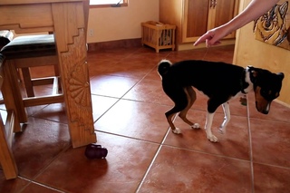 Basenji Nailah in Uncivil Disobedience