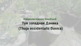 Туя западная Даника (Thuja occidentalis Danica)