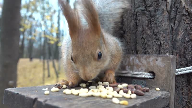 Незнакомая милая белка, An unfamiliar cute