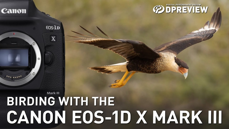Birding with the Canon EOS 1 D X Mark