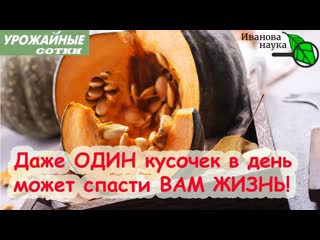 Раскрыты УНИКАЛЬНЫЕ свойства привычного овоща! ЛЕЧЕНИЕ ТЫКВОЙ! ВКУСНЫЙ РЕЦЕПТ - в описании к видео.