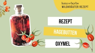 Rezept fr ein Hagebutten Oxymel