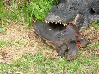 GATOR ATTACKS “Turtle Death Struggle“