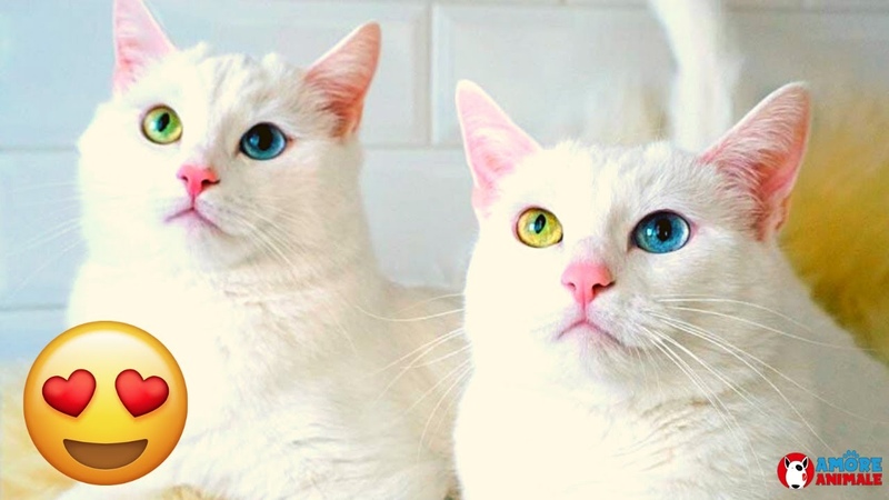 Le gatte gemelle più belle del mondo hanno gli occhi