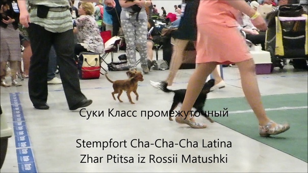 Русский той длинношерстный Белые ночи 24 06 2017
