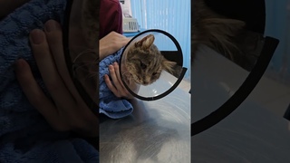 СПАСАЕМ КОТА СЕРОГРИВА