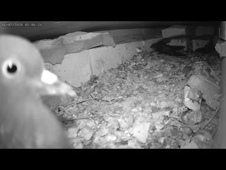 Голуби провоцировали стрижа больше часа - Pigeons provoked the swift for more than an hour