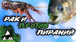 РАКИ против ПИРАНИЙ.  ЗВЕРСКАЯ БИТВА!!! Реакция пираний на живых раков!!!