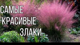САМЫЕ ЗАСУХОУСТОЙЧИВЫЕ КРАСИВЫЕ ЗЛАКИ. Для средней полосы. Просто вырастить.