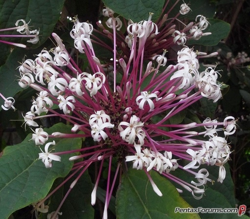Клеродендрум сорта. Clerodendrum quadriloculare. клеродендрум &quot;фейерверк-clerodendrum quadriloculare&quot;. клеродендрум квадрикуларе. клеродендрум фейерверк.