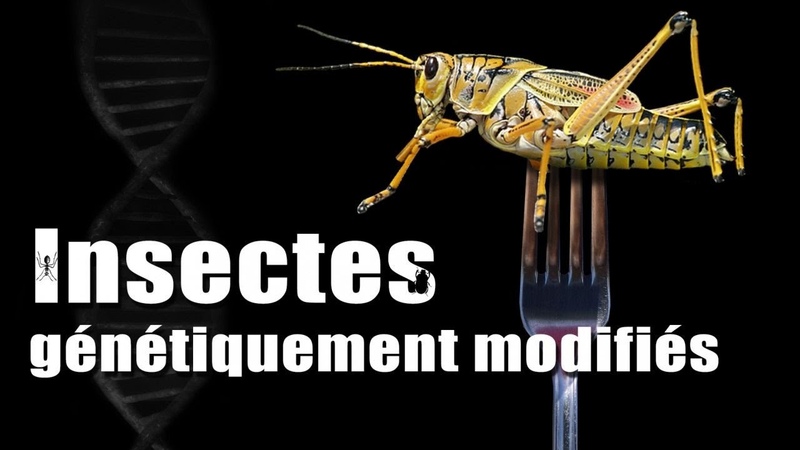 Insectes Génétiquement Modifiés : La Boîte de Pandore est