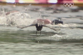 Swimming Men's Marathon 10km - Final - London 2012 Olympic Games Highlights