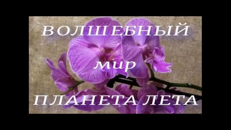 30, Волшебный мир орхидей в ПЛАНЕТА