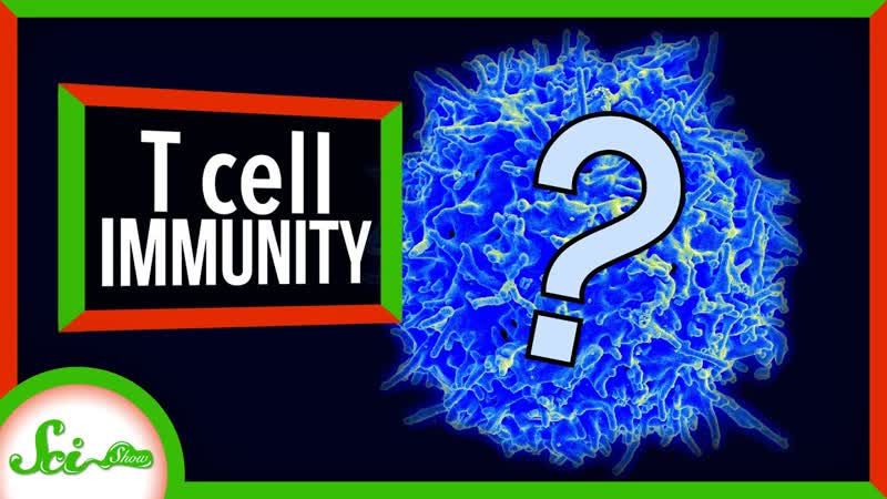 What Do We Know About T Cells and COVID 19 Immunity , Sci Show
