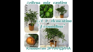 Клементин Эрнандина/ 68 G C. clementina Hernandina VCR , 20 и 22 горшок