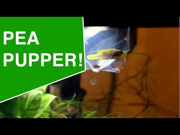 I FINALLY GOT A PEA