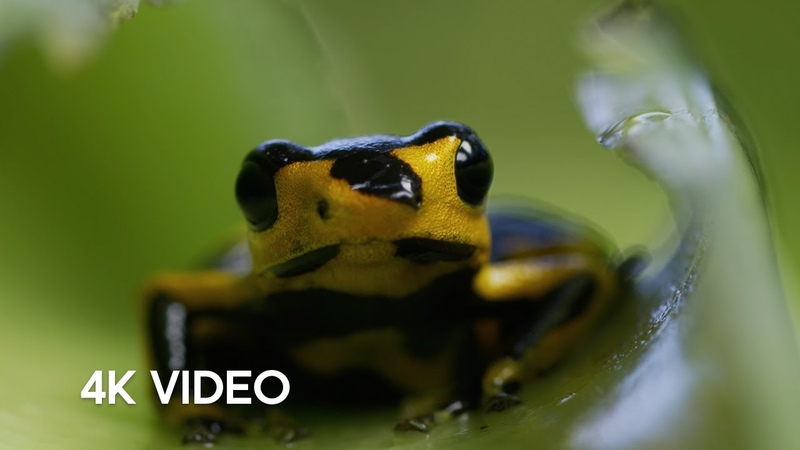 Journey Through The Seven Continents Of Our World, 4 K UHD, Seven Worlds One Planet, BBC