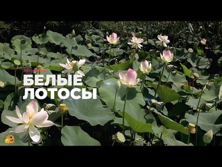 Белые лотосы, посёлок Белозёрный