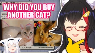 Mio Asks Fubuki Why She bought Another Cat and Why She Can’t get Another Cat 【Hololive English Sub】