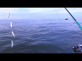 Рыбалка. Балтийское море. ГИРЛЯНДЫ САЛАКИ.