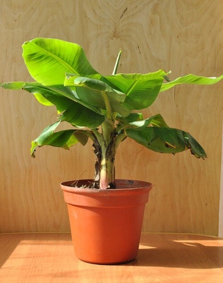 банан кавендиш (карликовый и гигантский). комнатный банан киевский карлик. киевский карликовый банан. банан super musa cavendish dwarf. банан кавендиш суперкарлик.