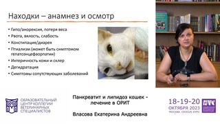 Панкреатит и липидоз кошек - лечение в ОРИТ  Екатерина Власова