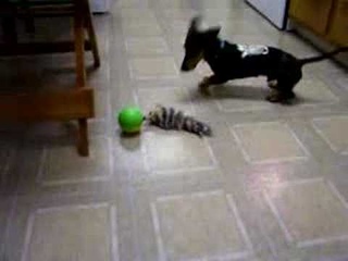 Dachshund Vs. Weasel