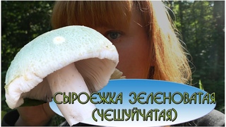 ЛУЧШАЯ СЫРОЕЖКА! Сыроежка зеленоватая (чешуйчатая) Russula virescens