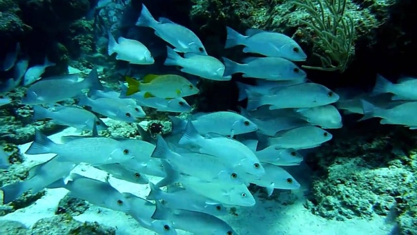Diving colorful Cozumel,