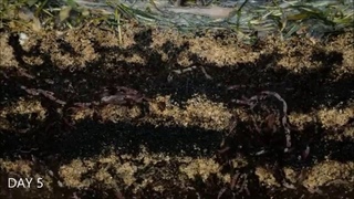 Черви перерабатывают отходы в Биогумус (Worms At Work  - Time Lapse Of Vermicomposting)