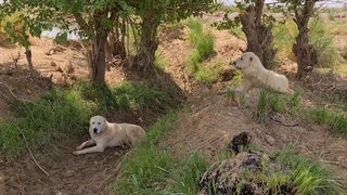 наичистейшие отарные собаки! Марыйская область Мургап - Aboriginal Dog Alabai