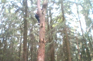 some exercises, climbing the tree