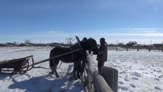 18+ Жеребчик и кобылка 2х летки в санях 1й раз.