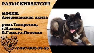 Пропала собака! МОЛЛИ. Американская акита. Республика Татарстан, г.Казань, В.Гора, ул.Полевая.
