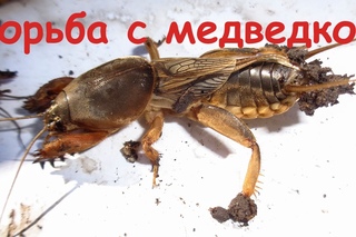Отличный способ борьбы с медведкой