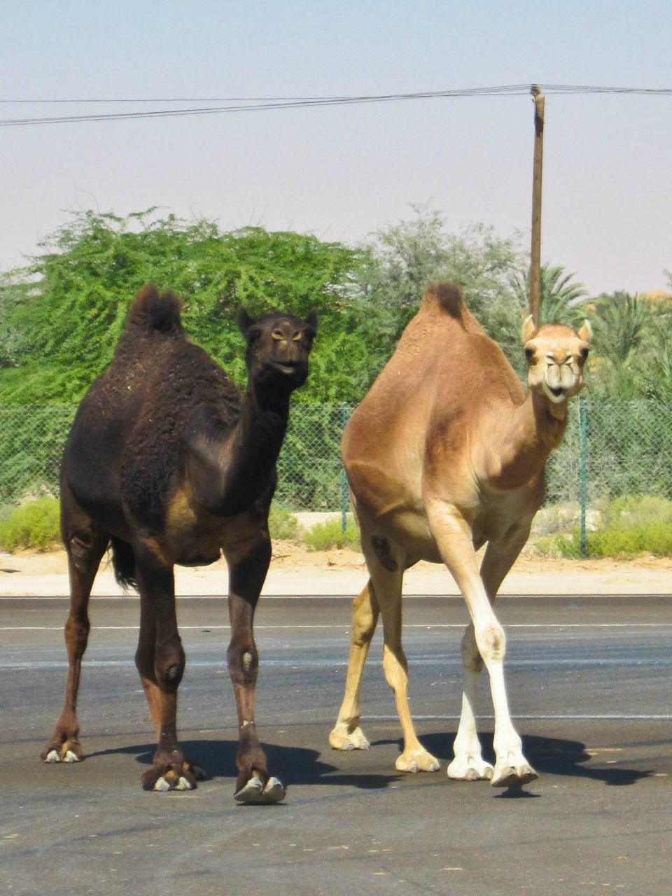 Оля Теплова نور | Санкт-Петербург