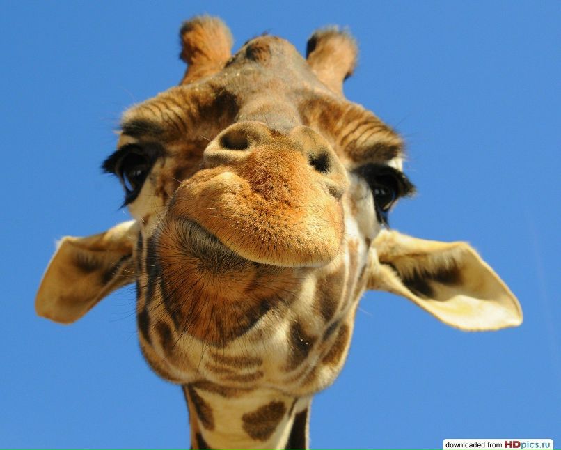 Элечка Макрашина Брюнеточка | Екатеринбург