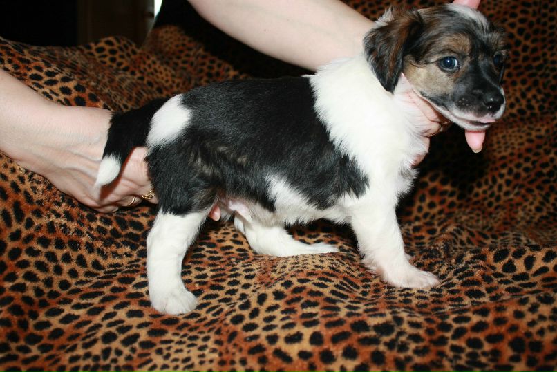 Дмитрий Липов | Зеленоград