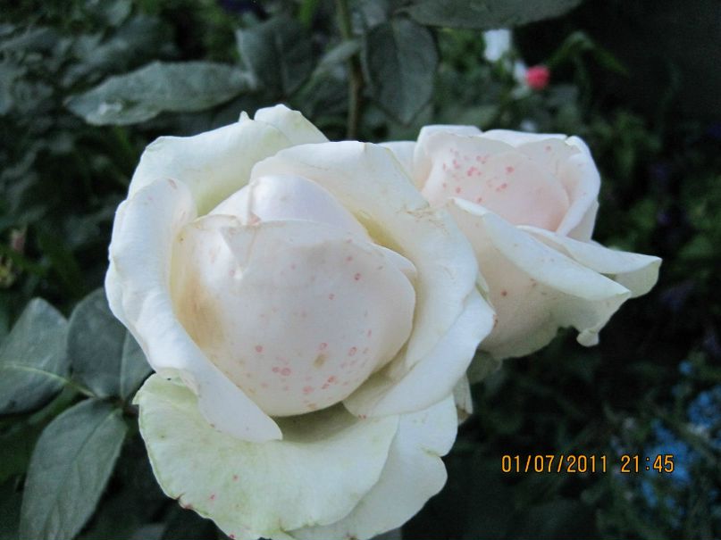 Наталья Коцарева | Магнитогорск