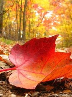 №57, Юлия Письменная, 36 лет, Николаевка №57, Юлия Письменная, 36 лет, Николаевка