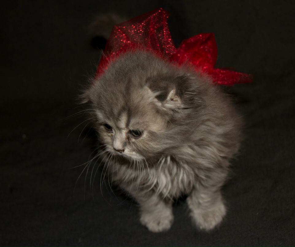 Лена Зинкевич | 