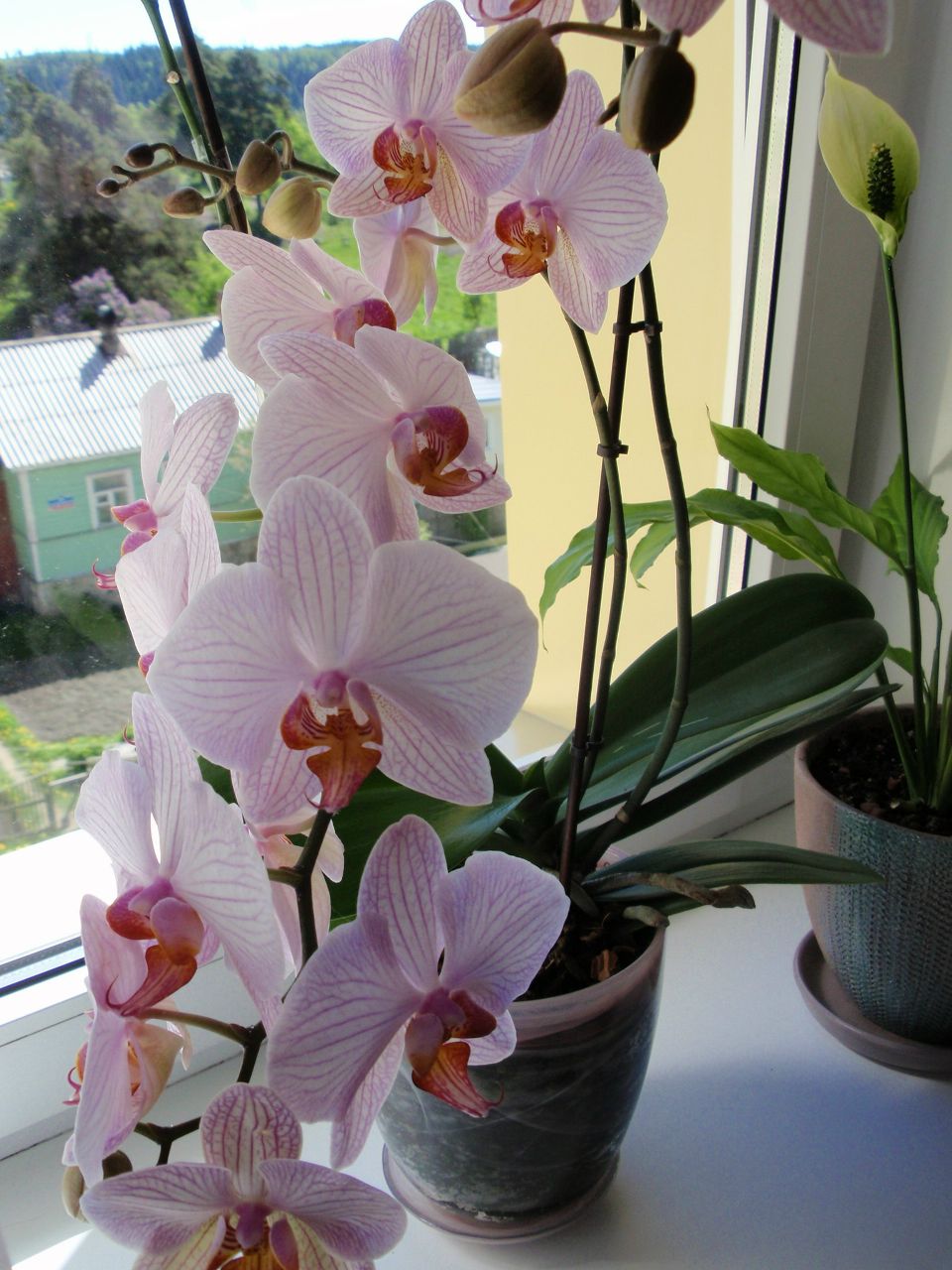 Наталия Хорзова | Санкт-Петербург