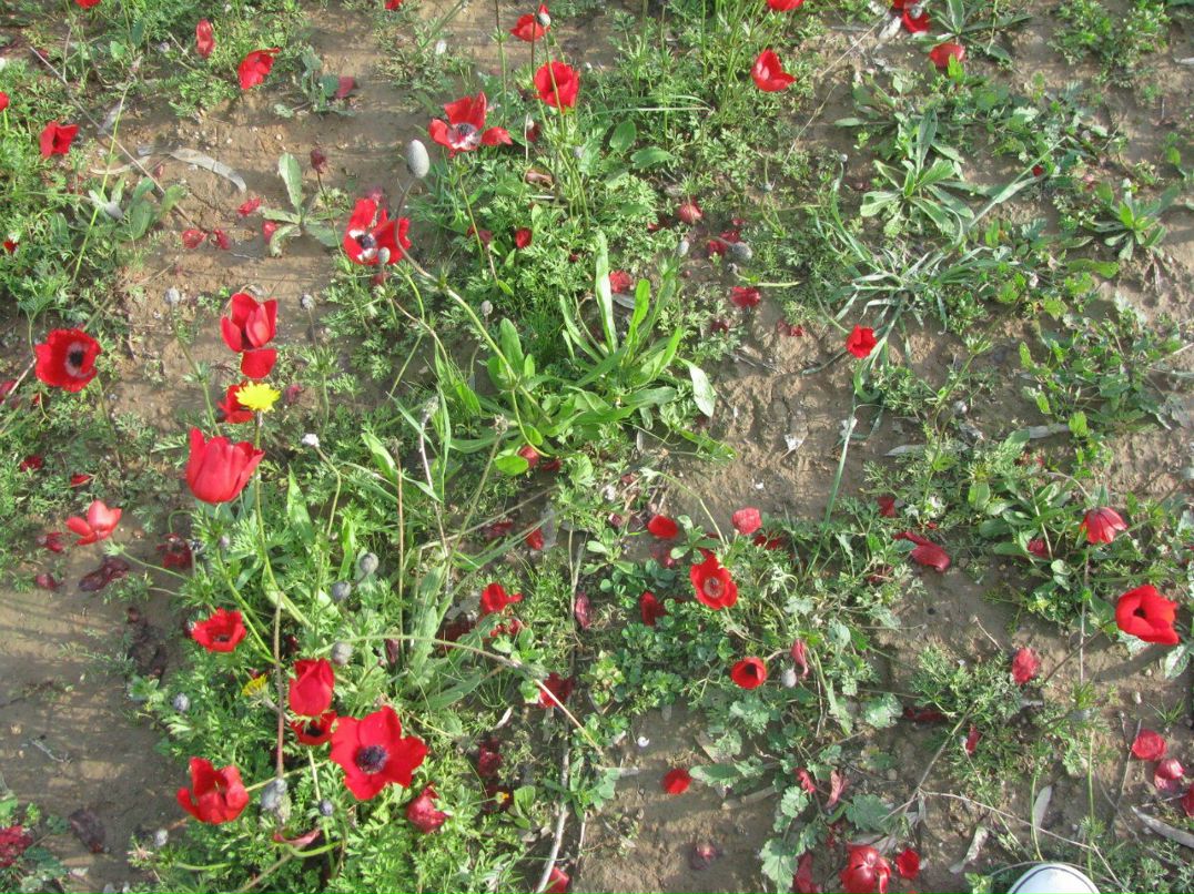 Дина Розенталь | Москва