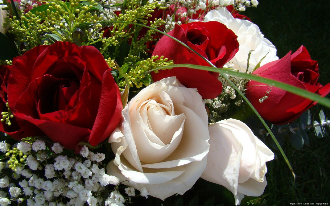 Tatiana Llewellyn (Milyaeva) | Morgantown