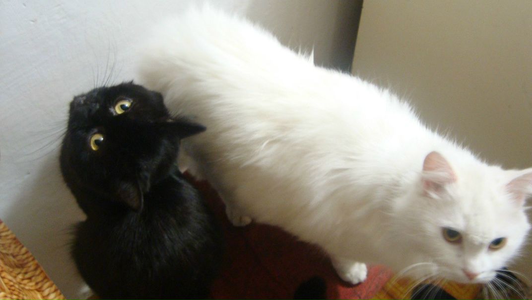 №77, Артем Троицкий, Херсон №77, Артем Троицкий, Херсон