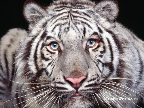 Игорь Одимпийский | Санкт-Петербург